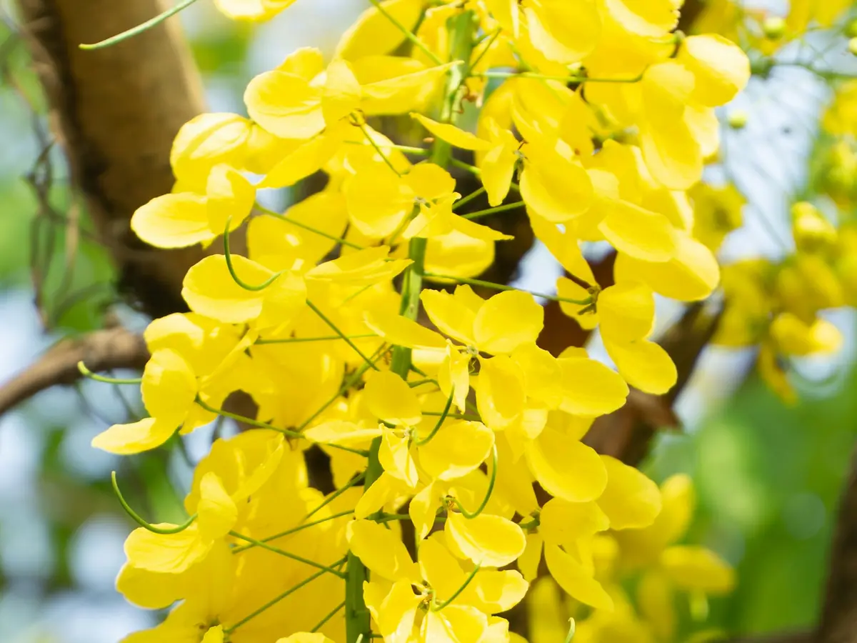 Golden kani konna flowers, the flower of Vishu